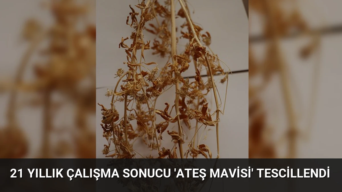21 Yıllık Çalışma Sonucu ‘Ateş Mavisi’ Tescillendi