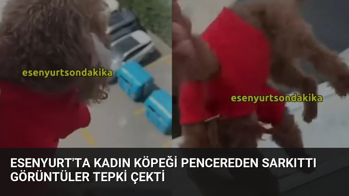 Esenyurt’ta Kadın Köpeği Pencereden Sarkıttı Görüntüler Tepki Çekti