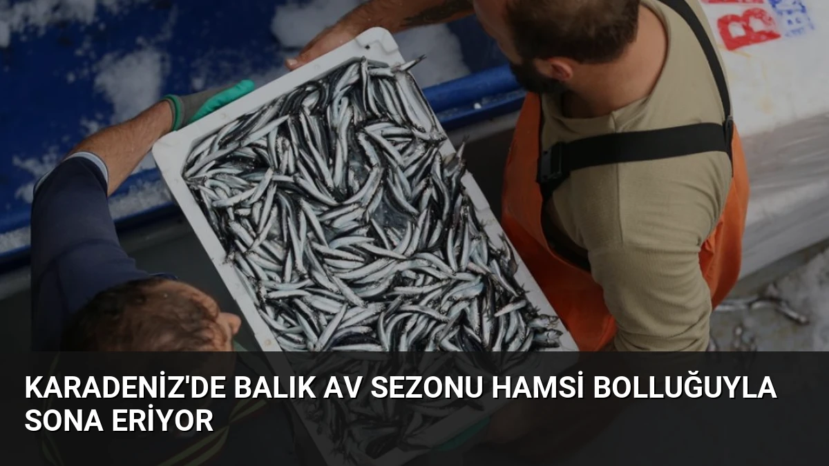 Karadeniz’de Balık Av Sezonu Hamsi Bolluğuyla Sona Eriyor