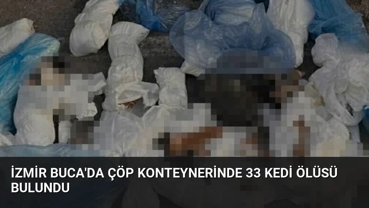 İzmir Buca’da Çöp Konteynerinde 33 Kedi Ölüsü Bulundu
