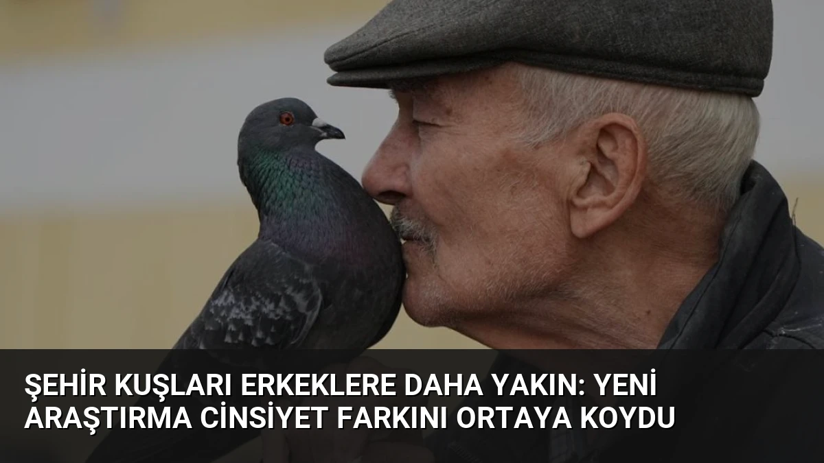 Şehir Kuşları Erkeklere Daha Yakın: Yeni Araştırma Cinsiyet Farkını Ortaya Koydu