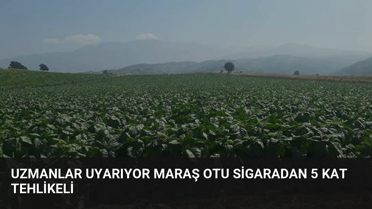 Uzmanlar Uyarıyor Maraş Otu Sigaradan 5 Kat Tehlikeli