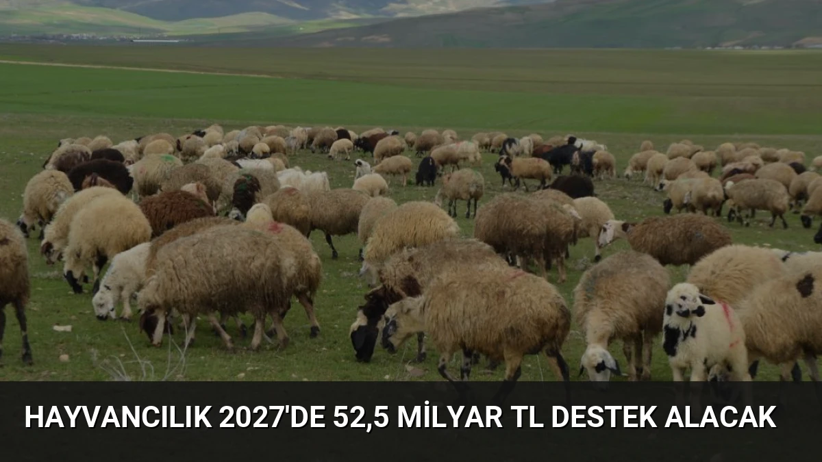 Hayvancılık 2027’de 52,5 Milyar TL Destek Alacak