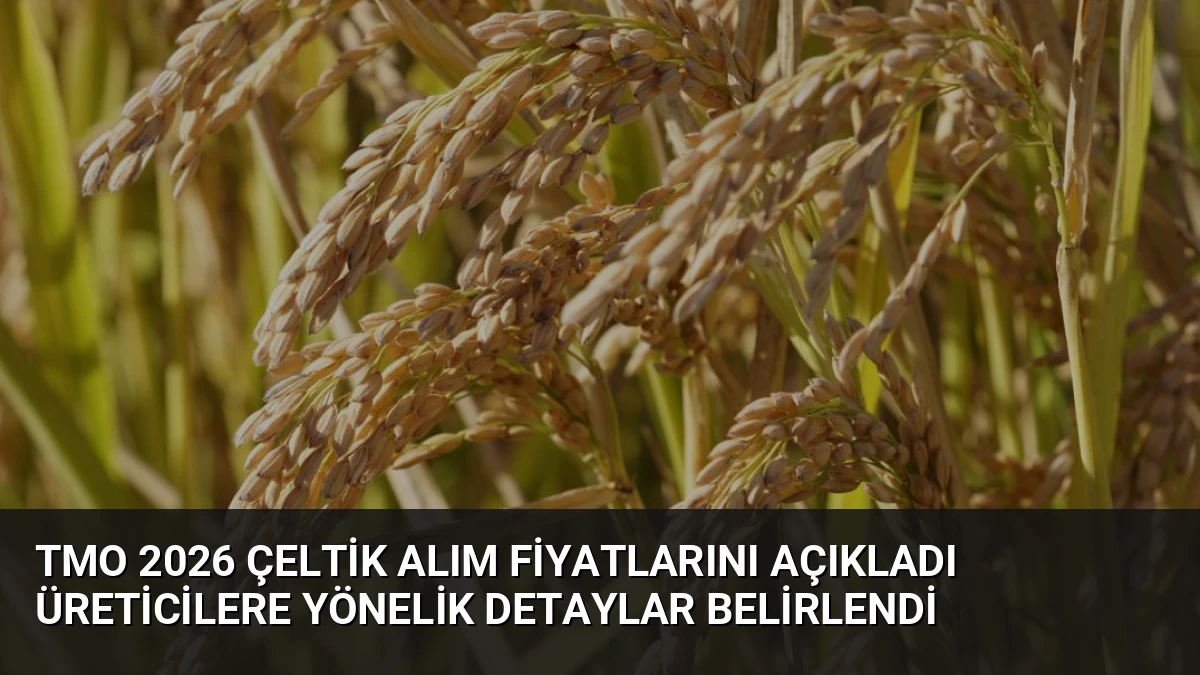 TMO 2026 Çeltik Alım Fiyatlarını Açıkladı Üreticilere Yönelik Detaylar Belirlendi