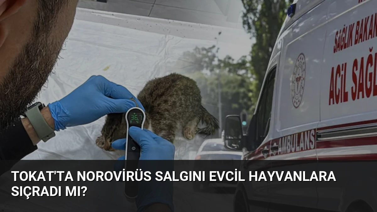 Tokat’ta Norovirüs Salgını Evcil Hayvanlara Sıçradı Mı?